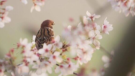 欧亚树雀和樱花