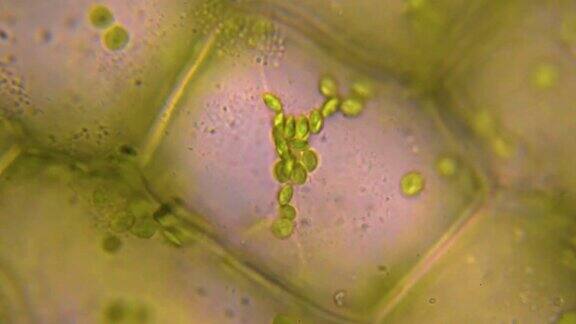 叶细胞分裂显微镜下的叶绿体