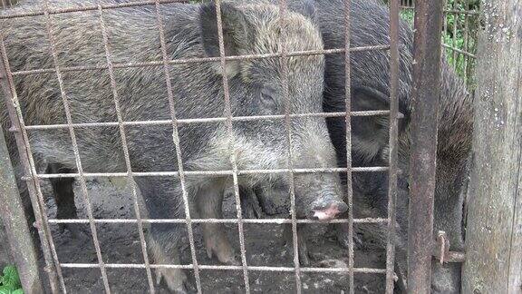 猪在狱中铁栅栏后面的野猪