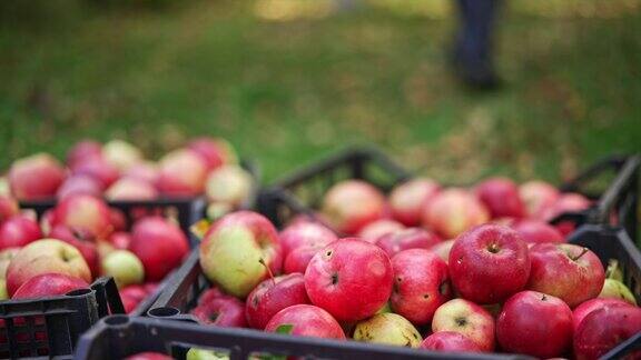 有机红色新鲜采摘的苹果装在塑料盒子里不认识的农民带来了新采摘的满满一箱水果关闭了模糊的背景