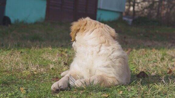 漂亮的小金毛猎犬躺在花园里的地上