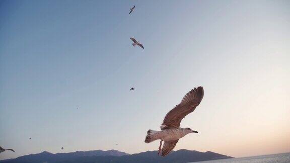 日落时海鸥在海面上飞翔