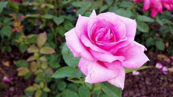 公园里的粉红玫瑰