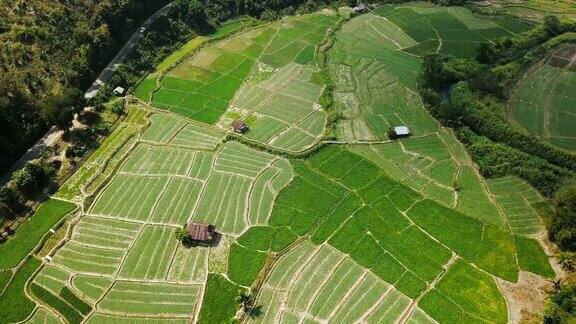 鸟瞰图在泰国MaeHongSon省的农村绿色农业