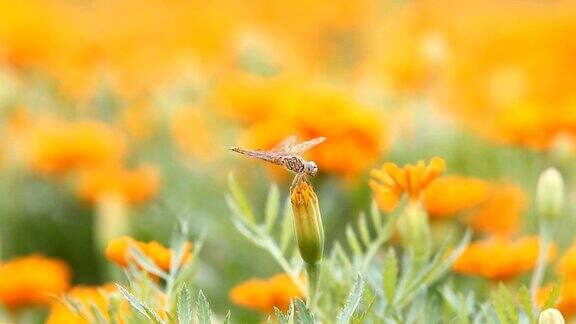 蜻蜓落在花园里的一朵花上