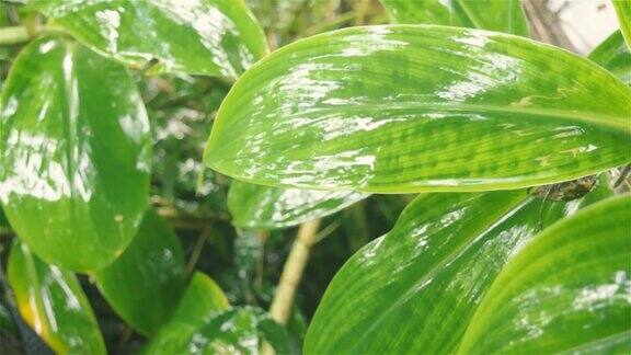 落在绿叶上的季雨雨滴在树叶在水湿雨湿透了美丽的雨季特写自然背景设计视频片段雨天打雷音效