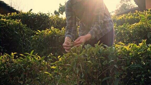 早上在泰国湄泓松采摘茶叶