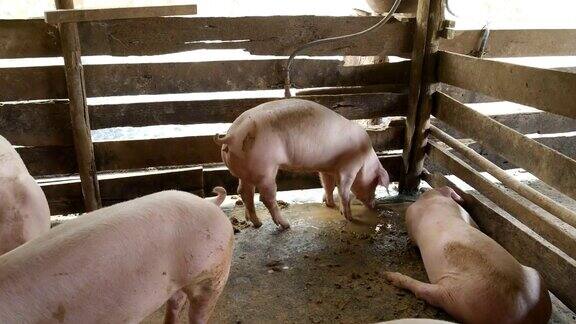 4千头猪在猪圈里的泥坑里吃着盆里的东西
