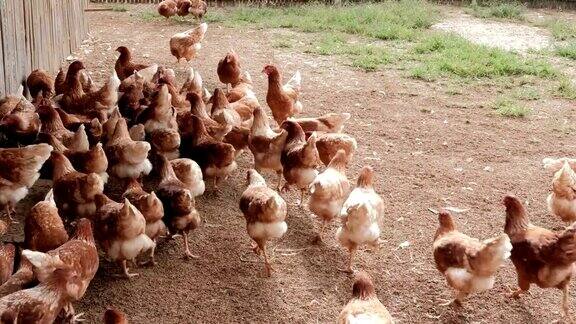 用于产蛋的家鸡舍母鸡的房子牲畜的农场鸟禽笼