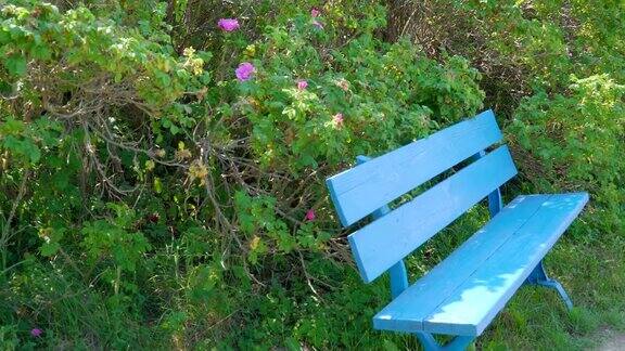 近距离观察公园里的蓝色长凳