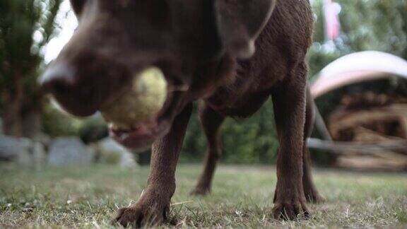 棕色的拉布拉多寻回犬在向后玩网球
