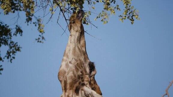 纳米比亚纳米布沙漠霍阿尼布山谷一只沙漠长颈鹿伸长脖子吃草的4K特写镜头背景是蓝天