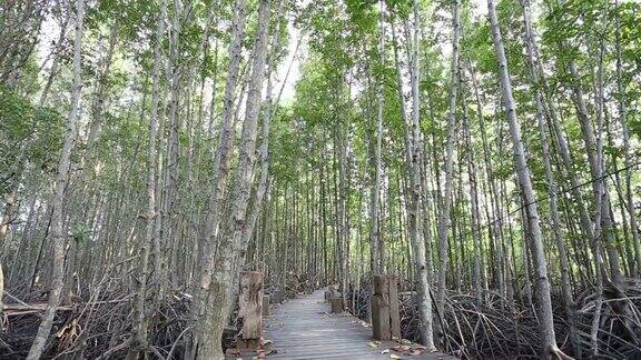 红树林和木桥