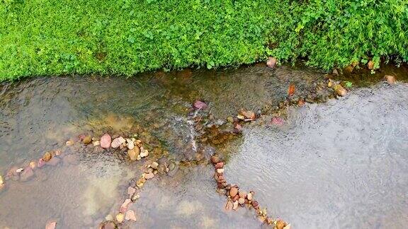 小溪野生动物水流动河流春天绿色树木森林背景