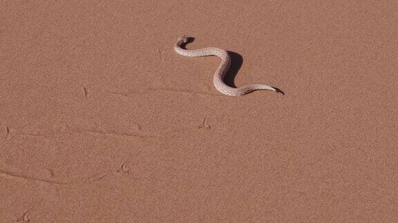 4K拍摄的响尾蛇Peringuey的蝰蛇移动穿过沙丘