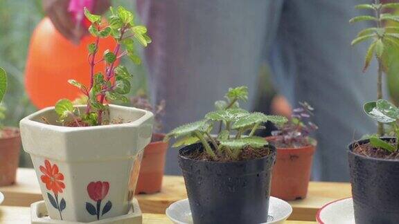 女园丁在家里的阳光下给小盆栽浇水照料室内植物的妇女