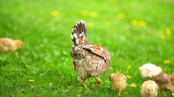 一只小鸡沿着草坪走