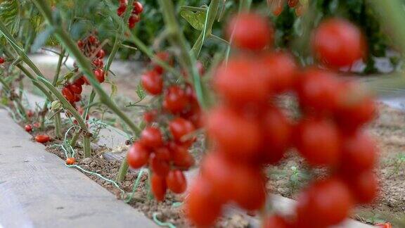 温室番茄种植