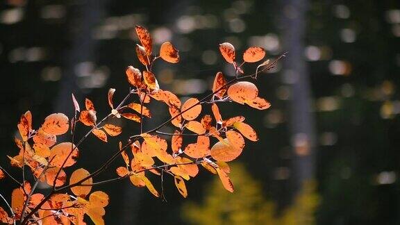 秋天树枝上的叶子