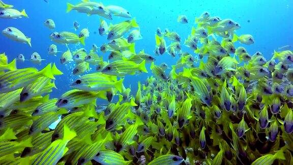 在清澈的海底背景上的条纹鲷黄鱼的鱼群