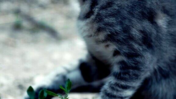 可爱的虎斑猫非常近距离手持拍摄
