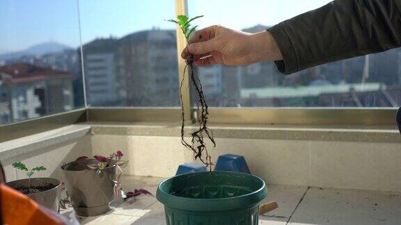 重新盆栽橡树幼苗-植物的根和手