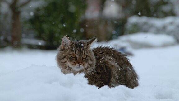 慢镜头:在寒冷的冬天可爱的毛茸茸的小猫躺在白雪覆盖的后院