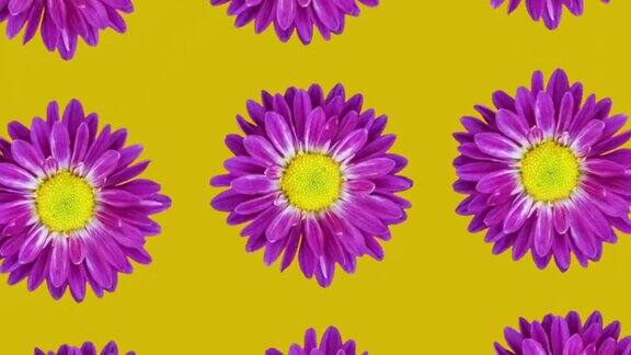 紫罗兰菊动画图案上的黄色背景简单的花卉无缝循环概念动画