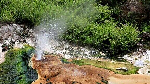 新西兰威曼古温泉公园的间歇泉