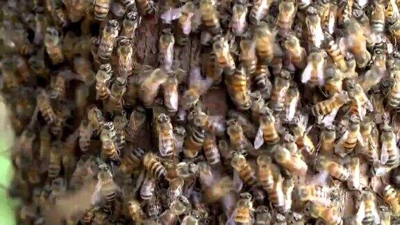 非洲蜂群的特写南非