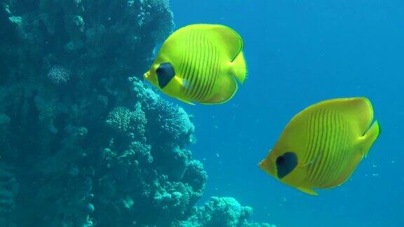 在珊瑚礁的背景下一对亮黄色的蝴蝶鱼