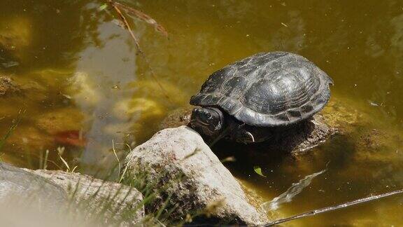绿湖里的乌龟