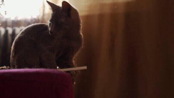 顽皮的俄罗斯蓝猫喜欢喜欢探索新公寓