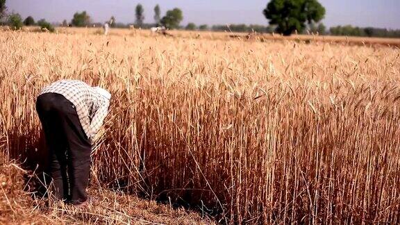 农民收割小麦