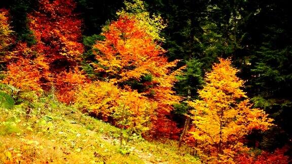 五颜六色的秋天树木在森林里金黄色的叶子在小路上
