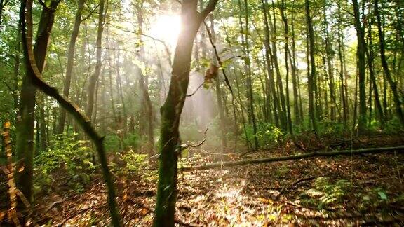森林中的WS阳光