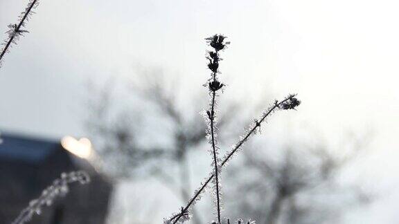 薰衣草的白霜冬天的花园植物被霜覆盖着冬季薰衣草特写