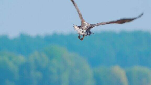鸟-白尾海鹰(halaeetusalbicilla)在阳光明媚的秋天飞行小鸟起飞并开始飞翔