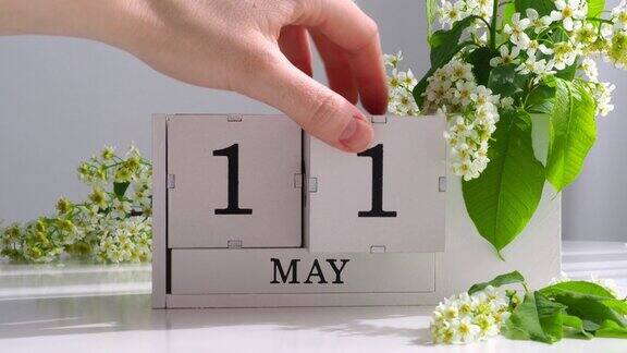 5月11日女性的手在日历上设置日期春天的季节白色立方体日历在桌子上与鲜花更改一个月内的日期假期的一天日历上的重要日期