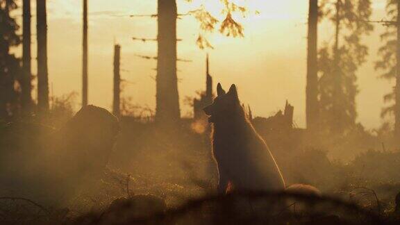 日落时分森林里的狗