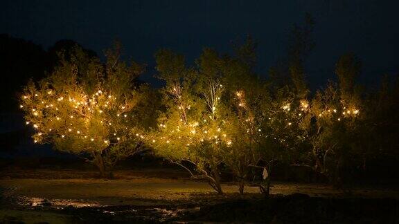 树上的户外派对灯