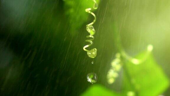 雨水洒落在嫩叶上