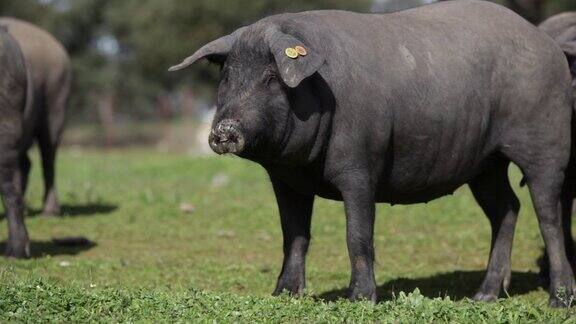 在绿色草地上吃草的伊比利亚猪