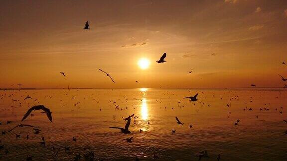 日落时海面上飞翔的海鸥(缓慢)