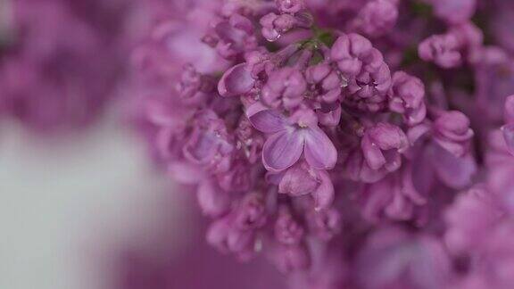 美丽的丁香花在雨中自然背景水滴落在春天的花朵上花的浪漫的背景开着花的丁香枝下雨了盛开的紫丁香特写选择性对焦慢镜头