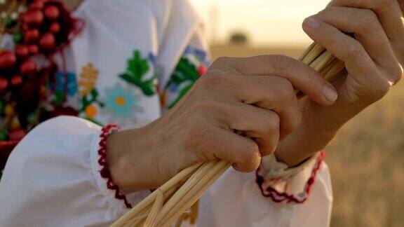 慢镜头特写女人的手在田里保存着几粒小麦