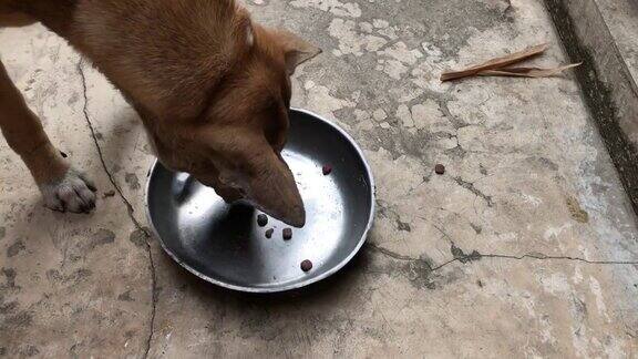 泰国狗吃狗碗