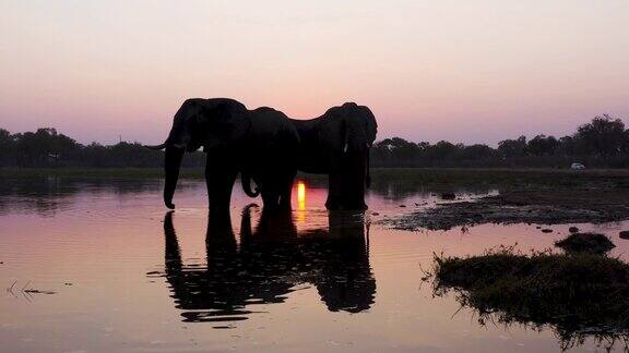两头大象在日落时在河流中饮水