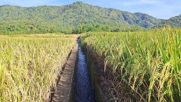 种植水田之间的灌溉渠水渠用于稻田灌溉