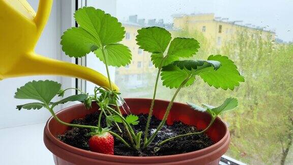 窗台上浇草莓苗在花盆里播种的浆果幼苗在家种植植物锄地